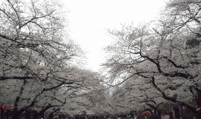 「2019年 3月晦日 桜観賞③」の旅行記では善福寺川緑地で桜観賞しましたが、その後は上野公園に移動して上野公園の桜も観てきました。