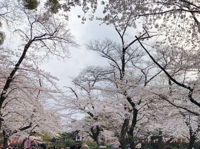 今年は天候にも恵まれて、東京の桜はゆっくり観れているような気がします。<br />去年は４月１日には既に満開を過ぎていたのではなかったかなあ。<br />新宿方面には定期券がなく滅多に行く機会がないので、よく行く上野から九段下、御成門まで出かけてみました。<br />