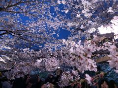 千鳥ヶ淵緑道の桜2019