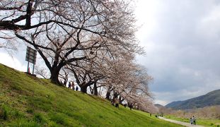 2019年背割堤桜並木開花情報４