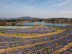 農業文化公園のネモフィラ　2019