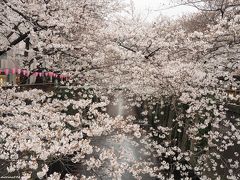 ♪平成最後のお花見♪＠目黒川