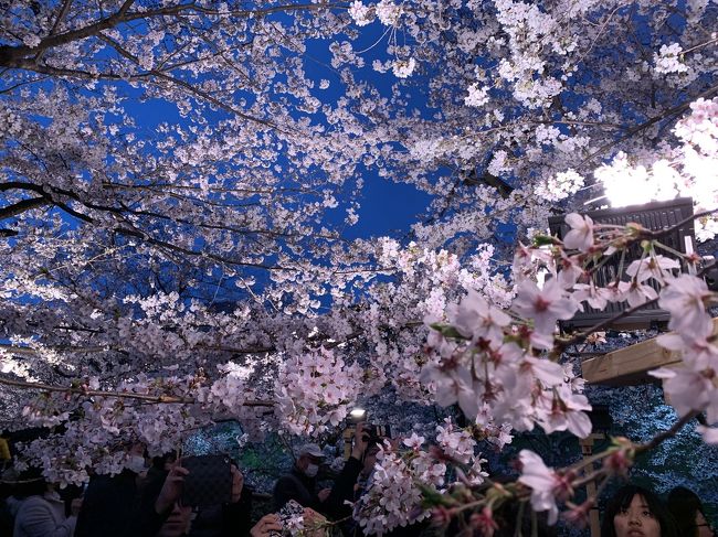 千鳥ヶ淵緑道桜、夜桜