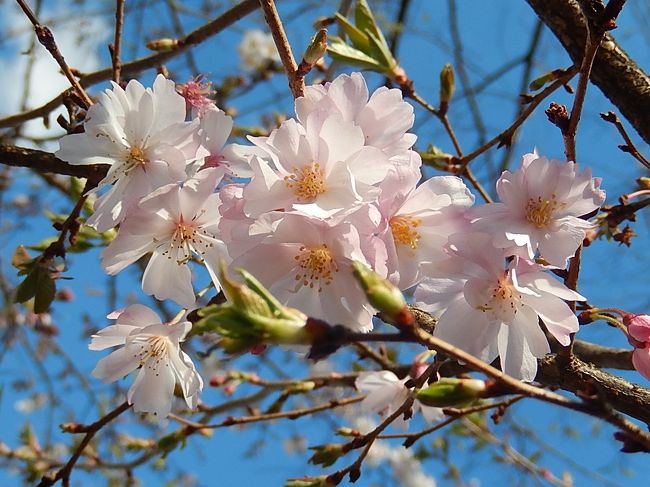 3月31日、午後3時半頃にふじみ野市西鶴ケ岡地区を散策し、二度開花しました十月桜を見に行きました。　丁度満開で、美しい花が随所に見られました。<br /><br /><br /><br />＊美しかった二度開花した十月桜