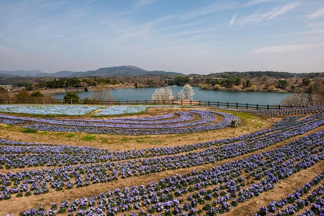 　別府まで行き,桜の開花は遅れていましたが、別府公園でチューリップに感動し、帰りに大分農業文化公園でネモフィラに癒されました。<br />　