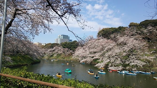 　ご覧戴きましてありがとうございます。<br />　2019年３月31日の日曜日は自宅の最寄駅である浜松駅から新幹線（浜松～静岡間）と青春18きっぷを利用して日帰りで東京まで行ってきました。<br />　今回の目的は2019年３月31日現在、ほぼ満開状態であった東京の桜を楽しむことで、当日は東京の桜の標本木がある靖国神社と付近に位置する千鳥ヶ淵に寄り、桜の様子を観覧してきましたので、その様子をご覧戴きます。<br />　２部構成での公開を予定していて、そのうち前編では浜松から東京までの移動の様子、東京でのランチの様子、そして靖国神社の桜を観賞した時の様子をご覧戴きました。<br />　今回の後編では千鳥ヶ淵で桜を観賞した様子を中心にご覧戴きます。<br />　なお今回は写真によってはコメントの記載を割愛したいわゆる手抜き旅行記になります。その点をご了承の上、よろしければご覧ください。<br /><br />