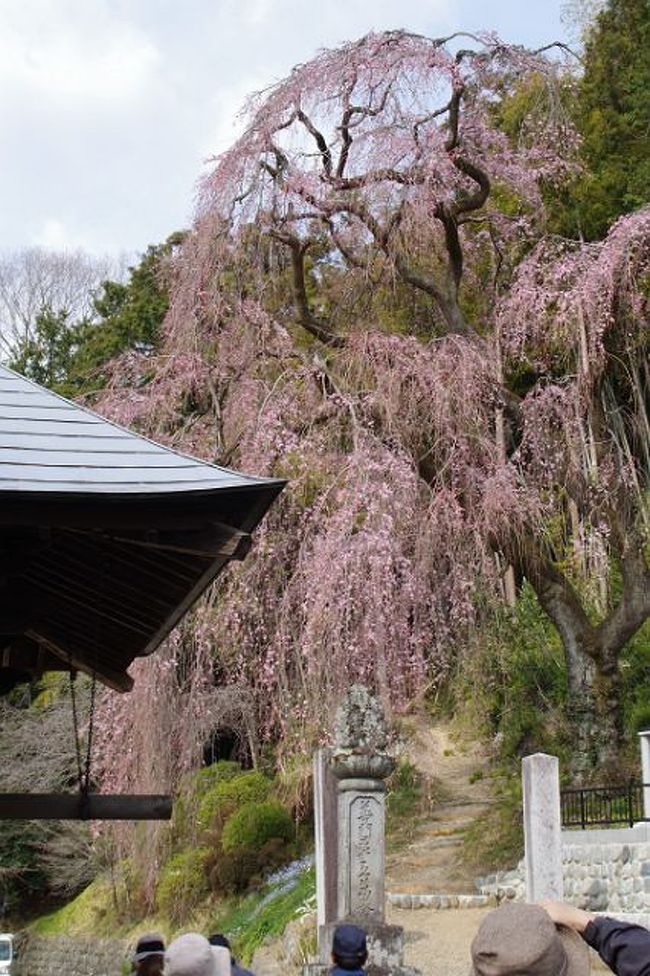 梅岩寺のしだれ桜を見て奥多摩の尾根を散策する<br />梅岩寺から尾根筋に上がる<br />この登りは結構キツイ。<br />尾根筋から宮ノ平までは気味地のいい、林間ウオーキング<br />宮ノ平から日和田間まで奥多摩街道を歩く