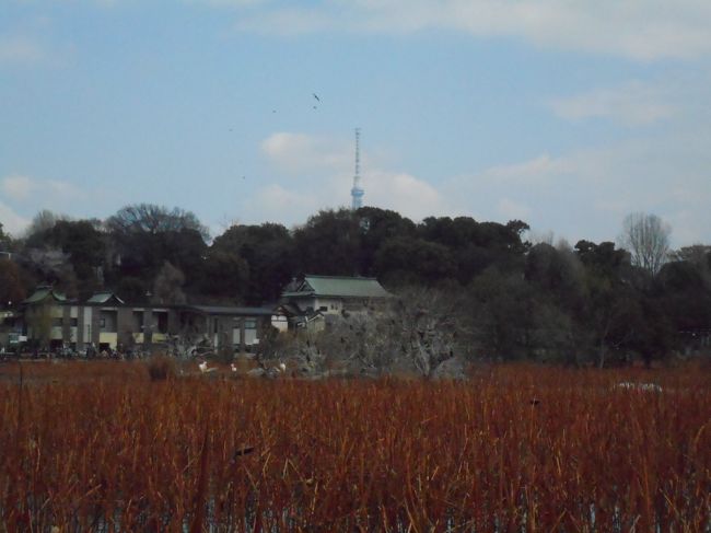 上野動物園モノレールで西園に移動した後は西園を見学して不忍池沿いを歩きました。