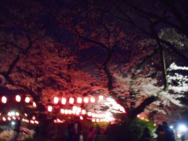 上野から移動してきて新井薬師＆中野通りの夜桜鑑賞をしました。