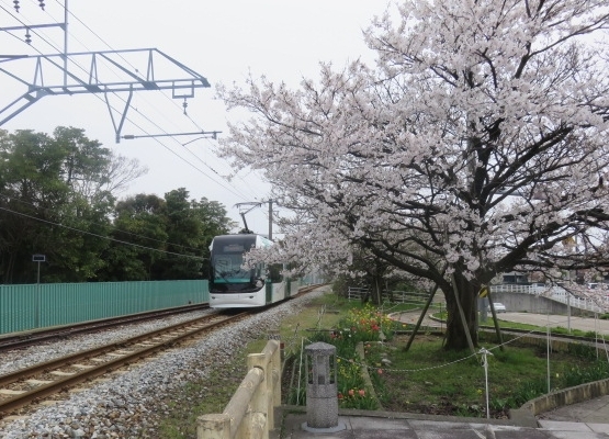 北陸路・飛騨路（１３）富山ライトレール（ポートラム）に乗って桜咲く岩瀬浜へ