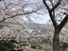 隠れた桜の名所にちょっと行ってきました。