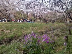 ご近所源流ツアー第４弾、兼 お花見第1弾！ 引地川源流の泉の森公園は三分咲き