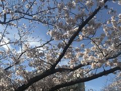 祝☆令和記念☆桜祭りのその前に☆