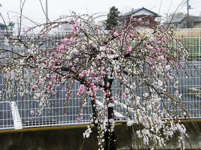 <早朝ウォーキング花紀行ー1><br />春のウォーキングは、野草や木々の花が見ながら歩けるので楽しい。<br />リハビリで歩けと言われても、なかなか乗れないが・・・<br />木々の花や、野草・コース沿いの屋敷内の草木の花々等々、時間を忘れて歩き楽しむことが出来ます。<br />特に、早春は、ウォーキングコース上で、沢山の木の花・野草が沢山見られ、時間を忘れ、歩数を延ばすことが出来て一挙両得の気持ちです。<br />そんな草木の花々をウォーキングコースに沿って楽しみながら、歩いてみました。