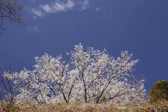 昨日は、曇り空の東京多摩で買い物と桜の花見<br />今日は朝から久々に顔を出しているので<br />横浜にお花見に行って来ました。<br />JR石川町から大丸谷坂を上りブラフ１８館と外交官の家や<br />カトリック山手教会、ベーリック・ホールなどを散策<br />