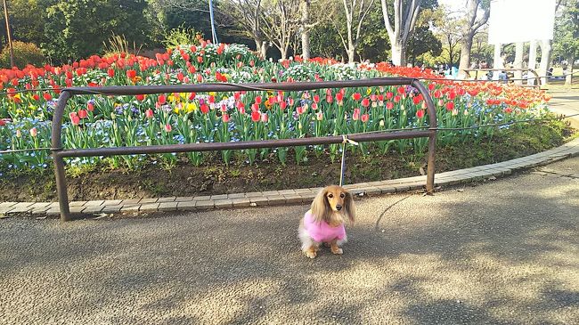 チューリップがちょうど見頃♪ 気ままなモデルと紹介しますのでお付き合いくださいませ！(^-^)ゝ゛