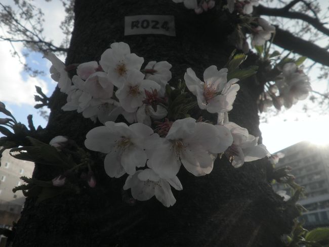 完全に近所のお散歩コース、<br />掃部山から野毛山公園、大岡川へ向かうルートの桜になります。<br />今年も温暖化のせいか、早い開花になりましたが、咲いた途端に花冷えになりました。<br />ちょっと残念ですが、散る前に花見へ出掛けてみました。<br />…結果論ですが、まとめている本日4月6日、7日、若干散っていますが、満開です。<br />また、近々同じポイントの変化を載せられればと思います。