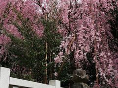 日立市で神社と桜