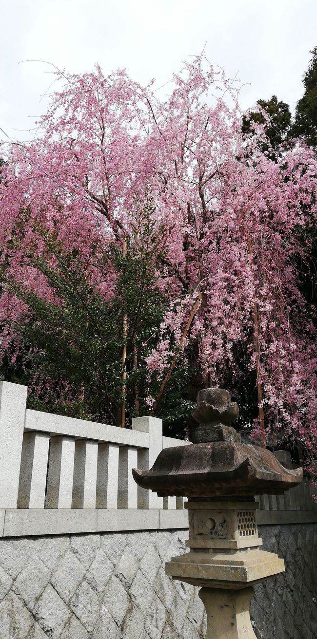 桜の咲きぐあい確認にかみね公園にいってみました。<br />神社のしだれ桜はいい感じなのだが咲いてる場所微妙なところにあって神社としだれ桜は難しい。<br />かみね公園の桜は今週末が見頃かなと言う感じです。ただ今週末は日立市が桜まつりをやってるようなのでめっちや混みそうです。