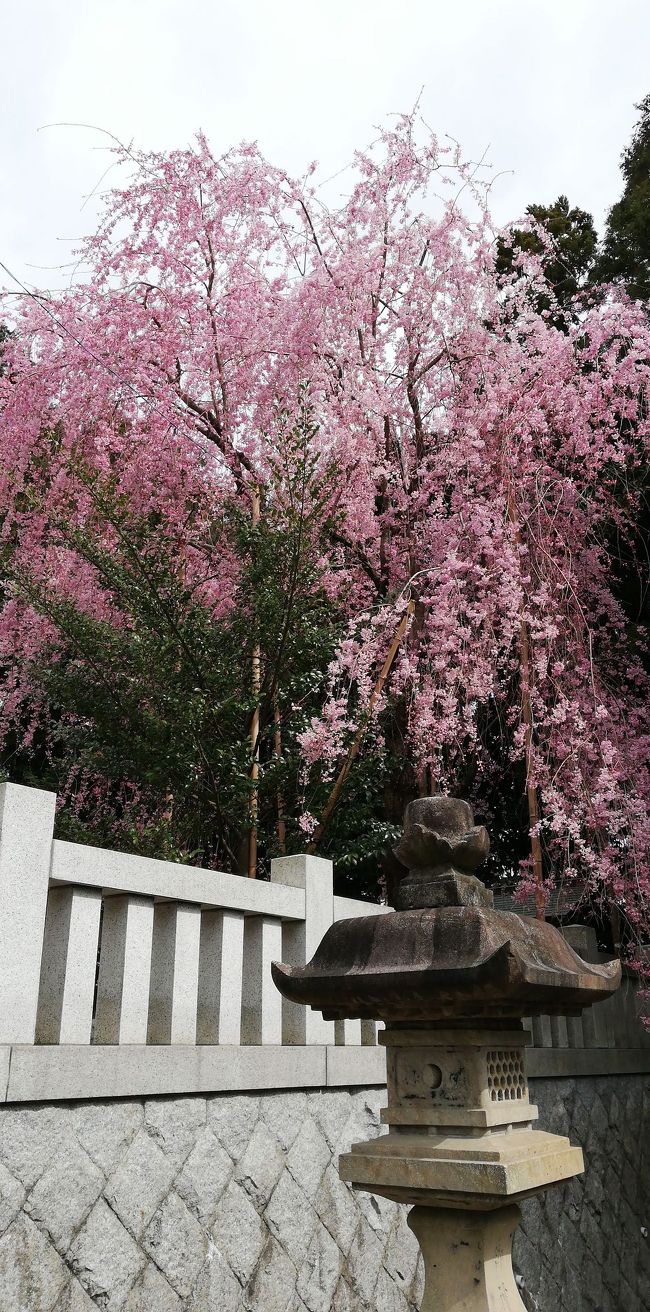日立市で神社と桜 日立 茨城県 の旅行記 ブログ By Yo Haiさん フォートラベル