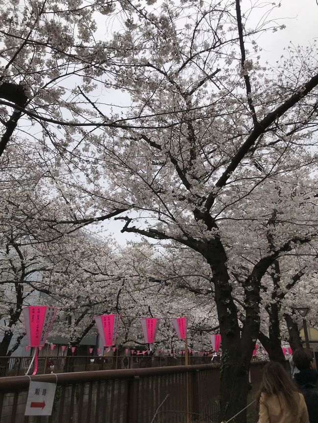 3月22日の東京の桜の開花宣言後、いつ目黒川の桜が見頃になるか注意深く見守っていて、4月1日、満を持して友人とお花見に繰り出しました。<br /><br />まさかこんなに観光客が来ているなんて！5年ほど来ないうちに随分と様変わりしていました！