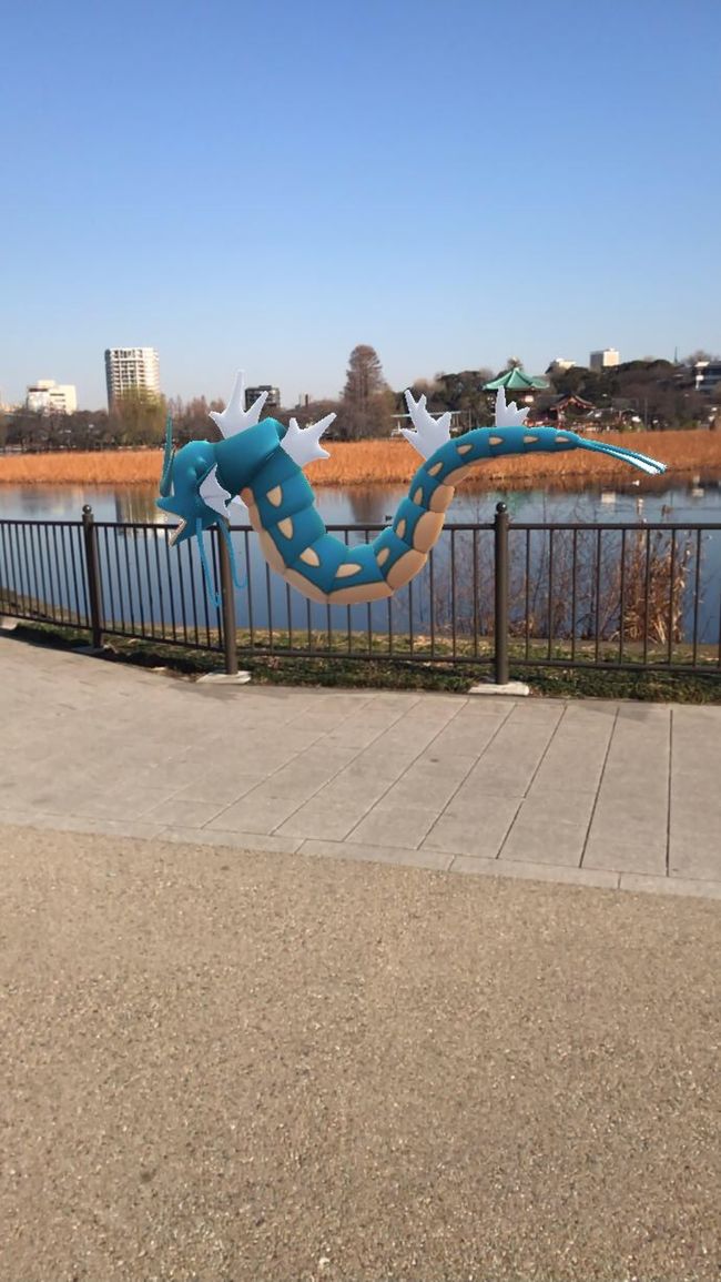 かつてのポケモンの聖地「不忍池」<br />最近はブームも去って静かな場所に戻りましたが、ポケモン達はスクスク育っていました