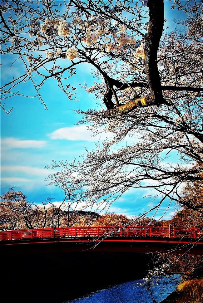 　養老公園の桜と新境川堤の桜の旅行記を投稿致します。<br /><br />　平成最後の花見として、この3月31日(養老公園）・4月1日（新境川堤〉に桜のスポットに出かけました。　両日ともに幾分風が強く天候もそこそこ、花見日和としては万全とはいかなかったようです。　でも我が家からの好きな桜を見る楽しさを体験することが出来き納得の感があります。<br />　　　　　　　（写真・新境川堤の赤井橋と桜）