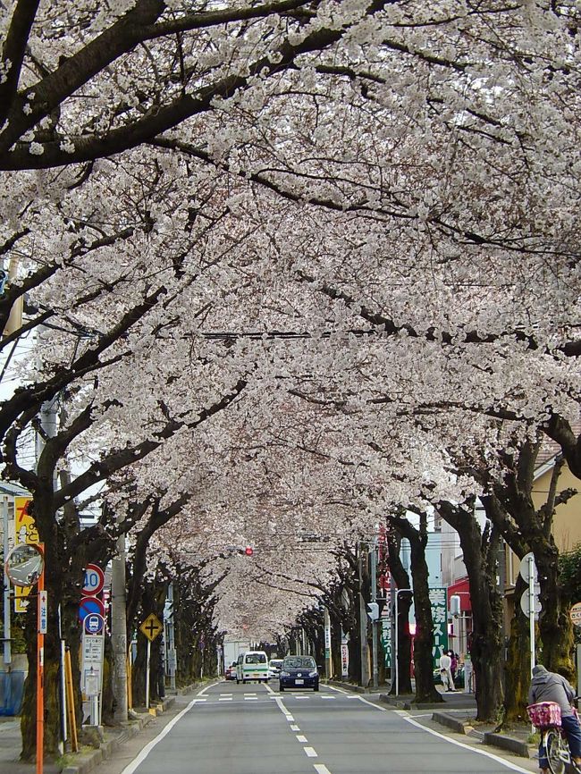 4月1日、午後2時過ぎにふじみ野市亀久保桜通りの桜トンネルを見に行きました。　3月27日は5分咲きでしたが、今回は満開でした。　桜トンネルにふさわしい風景になっていました。<br /><br /><br /><br />＊桜通りの桜トンネル