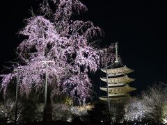 3/29 東寺夜桜（少し早め）