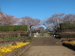 ２０１９年　県立四季の森公園　桜