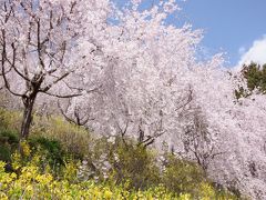 2019年3月、ゆうかの里へ枝垂れ桜を見に。