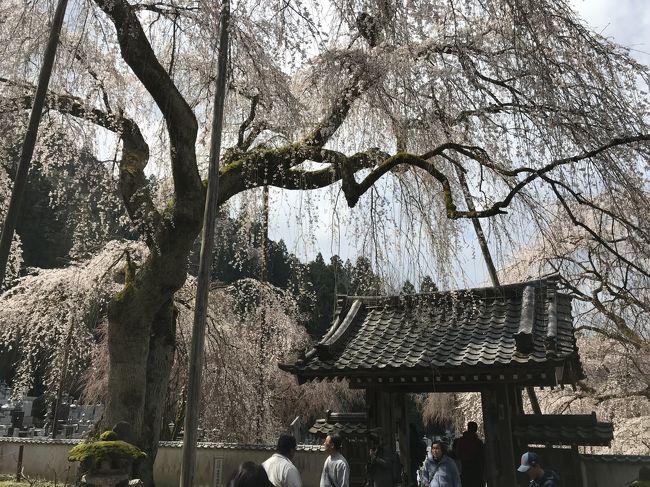 秩父市荒川上田野地区にある清雲寺はしだれ桜で有名なお寺です。3月23日から4月14日まで「秩父荒川清雲寺しだれ桜まつり」が開催されているのでおよそ半年振りに秩父へ帰省(注)しました。相棒はいつものすずきちゃん2号です。<br /><br /><br />(注)ぶりてつは川崎生まれ横浜育ちですが、秩父に実家があるという妄想が具現化しそうなぐらい秩父が大好きです!<br /><br />※頂いた御朱印は<br />http://haachan55.blog.fc2.com/<br />で順次公開していきます。