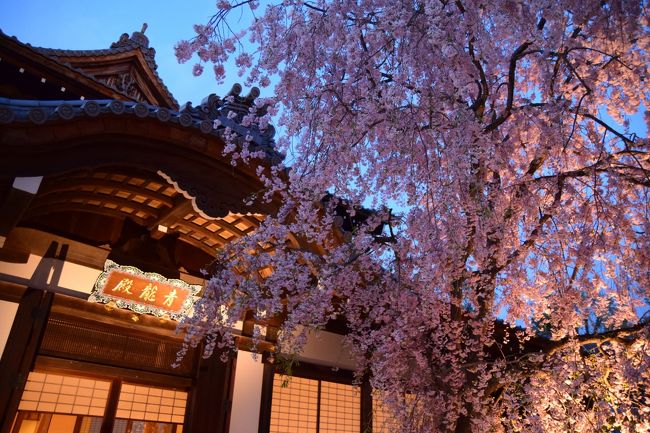 3泊4日京都お花見旅の最終日、後編です。<br />東山から寺町のお寺密集地区で花御堂を探し<br />最後は将軍塚の日没＆夜桜で〆ました。