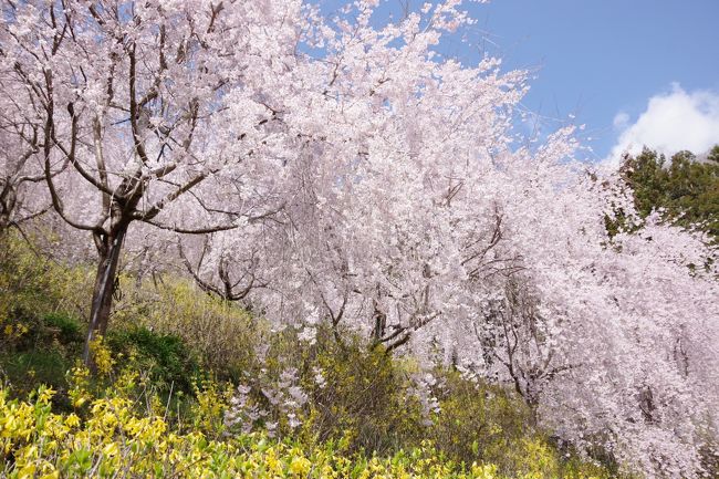 2019年3月 ゆうかの里へ枝垂れ桜を見に 剣山周辺 徳島県 の旅行記 ブログ By 讃岐おばさんさん フォートラベル