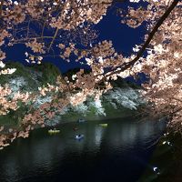 「平成」から「令和」皇居乾通りの桜と千代田さくら巡り