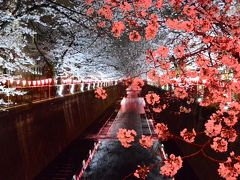 目黒川ＳＡＫＵＲＡ散歩　八分咲きの桜　のんびり早朝の散策とざわざわ混雑の夜桜はサラッと