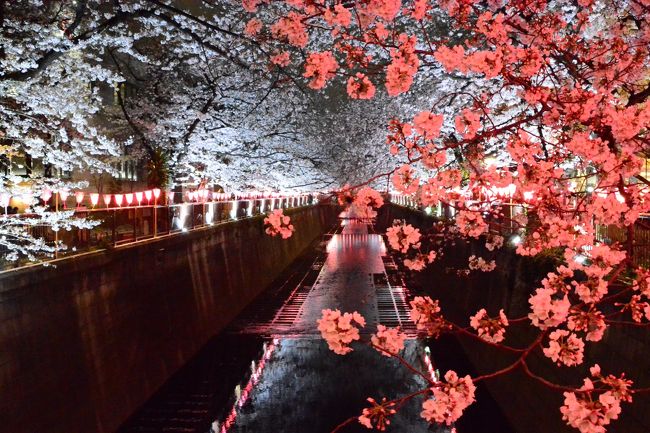 目黒川ＳＡＫＵＲＡ散歩　八分咲きの桜　のんびり早朝の散策とざわざわ混雑の夜桜はサラッと