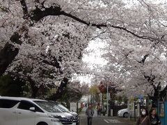 染井村の吉野桜と染井霊園