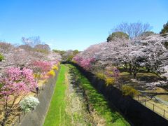 勝手に働き方改革してお花見ざんまい～昭和記念公園・井の頭公園