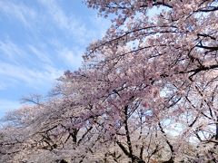 播磨坂「文京さくらまつり」と小石川植物園で桜を愛でる♪お花見さんぽ
