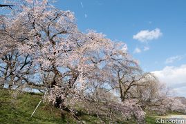 2019年　東海の桜めぐり　【１】木曽川堤の桜