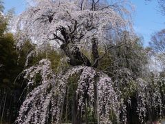 埼玉・桶川の桜2019～城山公園の桜と普門寺のしだれ桜～