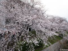 2019年　東海の桜めぐり　【２】山崎川四季の道の桜