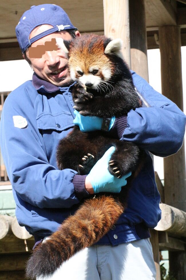 福岡市動物園には去年2018年生まれのレッサーパンダの赤ちゃんはいませんし、現在飼育されているのは２頭です。<br />でもその２頭のマリモ姫とノゾムくんがとびっきり可愛いのです。<br />地元ファンさんがインスタグラムでよく紹介してくれることも、紹介の仕方がうまくてドラマが感じられることも、主担当さんがいるときは１日に２回もリンゴタイムがあって、その時のマリモちゃんの立ち姿の食べ方が可愛すぎることも、主担当の飼育員さんがいろんなサービスやイベントをのりのりでしてくださるらしいことも、今回は丸１日の再訪にするのに十分すぎる要素でした！<br /><br />折しも天皇陛下即位30周年で無料開園になった2019年２月20日の本日、私がインスタグラムで交流があった少なくとも３人の地元のレッサーパンダ・ファンさんに初めてお会いできました。<br />私は人見知りするので、１対１だと飼育員さんとあまり話ができないのですが、今回はそんなファンさんたちの輪に混ぜてもらいました。<br />神戸の王子動物園のレッサーパンダのリンゴタイムのことが話題になったとき、マリモ姫やノゾムくんも、同じように抱っこしてリンゴをあげられたらすばらしい！と冗談のようにファンさんたちも私も飼育員さんにお願いしてみましたが、まさかそのすぐ後のリンゴタイムでチャレンジしてもらえるとは思いませんでした@<br />マリモちゃん・ノゾムくん抱っこがほぼ初日という貴重な姿で見ることができたのは、ラッキーでした！<br />きっとこれからどんどん進化するかもしれませんが、今後の様子は地元のファンさんにインスタグラムなどで紹介してもらえるでしょう。<br /><br />＜2019年福岡・長崎レッサーパンダ遠征～今シーズン最大のレッサーパンダ遠征の旅行記のシリーズ構成＞<br />□（１）小倉アクセス前泊グルメ編：羽田空港からANAで北九州空港へ＆前にも泊まった小倉駅前のホテルリリーフ＆焼鳥ダイニングTAITANで小倉ふる里どりづくしの夕食＆到津の森公園のミモザの春の便り<br />□（２）到津の森公園（前編）レッサーパンダ特集：大島からお嫁にきたアシタバちゃんはじめまして！～リンリン・パパと野風ママと笑笑（クスクス）坊ちゃんと野花ちゃんの一家へようこそ！<br />□（３）到津の森公園（後編）エサやりが楽しかったアライグマから食事中のワライカワセミ他ひととおり会えた草原の世界・林床の世界・樹冠の世界・マダガスカルの世界の動物たち＆ふれあい動物園でのふれあい<br />□（４）大牟田アクセス前泊グルメ編：小倉から高速バスいとうづ号と西鉄で大牟田へ＆前にも泊まった大牟田駅前のビジネスインこめや＆初めて足を伸ばした大牟田駅JR側で駅隣接の居酒屋「千年の宴」の夕食<br />□（５）大牟田市動物園：Hello！レッサーパンダのレイくん！～念願のレンくんとまいちゃんの男の子はママにアタックの連続！＆キリンのハズバンダリートレーニングは中止だったけど生き生きした姿が見られた園の工夫＆妙に可愛かった肉食ネコ科の猛獣たち<br />□（６）佐世保アクセス前泊グルメ編＆森きららショッピング：大牟田から鳥栖経由の特急みどり号で佐世保へ＆東横イン佐世保駅前に宿泊＆駅隣接の日本海庄やでごま鯖や山芋等の地元料理の夕食＆早くもポピーが咲いていた森きららの園内と観賞温室の花たち<br />□（７）森きらら（前編）はじめまして美形一家のレッサーパンダのレンくんとミカンちゃん＆私とも遊んでくれた子パンダ＆ここでもエサ待ちが可愛かったアライグマたち<br />□（８）森きらら（後編）週末はイベントが多い！～ワオギツネザルやペンギンやツキノワグマのイベントに参加＆ツシマヤマネコに会えた！～むっちーで可愛いツシ丸くん@ <br />□（９）博多アクセス・ホテルステイ・グルメ編＆福岡空港で博多みやげのショッピング：佐世保から特急みどり号で博多へ＆大浴場の温泉はいいけど駅から遠かったスーパーホテルLOHASに２泊＆２晩とも串焼きメインの夕食<br />■（10）福岡市動物園（前編）レッサーパンダ特集：マリモ姫とノゾムくん～飼育員さん抱っこ初チャレンジ日<br />□（11）福岡市動物園（後編）地元のファンさんの案内で見学できたさまざまな動物たち<br /><br />西鉄バスの公式サイト<br />http://www.nishitetsu.jp/<br />福岡市動物園の公式サイト<br />http://zoo.city.fukuoka.lg.jp/<br /><br />＜タイムメモ（全行程＆福岡市動物園・詳細）＞<br />【2019年２月20日（水）前泊】<br />18:35　羽田空港発ANA3887（SFJ共同運航）で北九州空港へ<br />20:25　北九州空港着（ほぼ定刻）<br />20:35頃　預けたキャリーバッグを受け取る<br />20:45　北九州空港発のエアポートバスに乗車（Suica可700円）<br />21:30　小倉駅バスターミナルに到着<br />21:35　ホテルリリーフにチェックイン<br />22:00-23:10　焼鳥ダイニングTAITAN小倉駅前で夕食<br /><br />【2019年２月21日（木）】<br />07:20　起床<br />07:40-07:55　ホテルの朝食<br />08:15　ホテルをチェックアウト<br />（キャリーバッグ持参）<br />08:20　小倉駅前のバスターミナルに到着<br />（08:18　バスターミナル発のバスが出たばかり）<br />08:28　小倉駅バスターミナル発の西鉄バスに乗車<br />（３番のりば／Suica可260円）<br />08:54　到津の森動物公園前に到着（ほぼ定刻）<br />09:05　到津の森動物公園に入園（開園09:00）<br />09:05-16:45　到津の森公園動物園<br />17:00　閉園と同時に動物園を出る<br />17:05　公園のゲートを出る<br />17:15発の西鉄天神バスターミナル行の西鉄高速バスいとうづ号に乗車<br />（数分遅延）（予約不要／Suica可1,130円）<br />18:40　西鉄天神バスターミナルに到着（実際は少し遅れて18:55頃到着）<br />19:00　西鉄福岡駅発の西鉄天神大牟田線特急に乗車<br />（駅はバスターミナルの同じ建物の下の階）<br />（大牟田直行便は30分おきなのでほぼ駆け込み乗車／薬院駅までは混雑）<br />20:05　大牟田駅に到着<br />20:20　ビジネスインこめやにチェックイン（素泊まり）<br />21:15-22:10　JR側の駅前の居酒屋「千年の宴」で夕食<br /><br />【2019年２月22日（金）】<br />06:00　起床<br />08:45　ホテルをチェックアウト<br />08:55　JR側の駅の待合室のロッカーに荷物を預ける<br />09:00　タクシーで大牟田市動物園へ（640円）<br />09:05　動物園に到着<br />（開園時間を09:00と勘違い）<br />09:30　開園と同時に動物園に入園<br />09:30-16:15　大牟田市動物園<br />16:30　閉園と同時に動物園を出る<br />16:35　配車予約したタクシーに乗る<br />（16:40に予約／640円）<br />16:40　大牟田駅に到着<br />16:47　大牟田駅発JR鹿児島本線鳥栖行に乗車<br />17:43　鳥栖駅着<br />17:57　JR特急みどり21号佐世保行に乗換え<br />（特急券必要・Suica不可・車内精算）<br />19:25　佐世保駅到着（Suica不可の駅）<br />19:40　東横イン佐世保駅前にチェックイン<br />21:10-22:00　駅前の日本海庄や佐世保駅前店で夕食<br /><br />【2019年２月23日（土）】<br />06:00　起床<br />07:25-07:40　ホテルの無料の朝食バイキング<br />08:05　ホテルをチェックアウト<br />08:17　佐世保駅発の市営バス展海峰行に乗車<br />（バスターミナル７番のりば／320円）<br />08:45　動植物園の停留所に到着<br />09:00　開園と同時に森きららに入園<br />09:15-16:55　九十九島動植物園森きらら<br />17:00　閉園とほぼ同時に動物園を出る（17:15閉園）<br />17:00　配車予約したタクシーに乗車（1,960円）<br />17:15　東横イン佐世保駅前に到着<br />（預けた荷物を受け取り少し整頓後）<br />17:25　佐世保駅に到着<br />17:43　佐世保駅発の特急みどり26号（指定席）に乗車<br />19:35　博多駅着<br />20:00　スーパーホテルLOHASにチェックイン<br />（徒歩７分とあったが15分かかった）<br />21:05-21:15　ホテルから博多駅前へ<br />（軽装でも15分かかった）<br />21:25-22:20　駅から三百歩横丁の焼とりの八兵衛で夕食<br />（満席ぎりぎり前）<br /><br />【2019年２月24日（日）】<br />04:00　起床<br />05:00-05:45　大浴場の温泉で朝風呂<br />07:00-07:25　ホテルの無料の朝食バイキング<br />（朝食開始06:30／07:30から大混雑するらしい）<br />08:25　ホテルを出る<br />08:40　西鉄バス停「駅前Bのりば」に到着<br />08:48　博多駅前発の西鉄バスに乗車<br />（Suica可／190円／定刻より少し遅延）<br />09:10　動植物園前の停留所に到着<br />09:10　福岡市動物園に入園（開園09:00）<br />09:10-09:15　レッサーパンダ<br />（朝ごはんが早めだったらしく、すぐにまったり）<br />09:15-09:20　フンボルトペンギン<br />09:30-09:35　シロテテナガザル・オランウータン<br />09:35-09:45　コツメカワウソ<br />09:45-10:05　ジャガー<br />10:05-10:15　トラ・ライオン<br />10:15-10:20　猛禽類<br />10:35-12:30　レッサーパンダ<br />（11:00～　リンゴタイム）<br />12:30-12:45　レッサーパンダ舎の前で休憩<br />12:55-13:00　ツキノワグマ<br />13:00-13:25　ツシマヤマネコ・キリン<br />（日曜日は13:00からキリンのエサタイム）<br />13:30　レッサーパンダ舎の前に戻る<br />（飼育員さんや地元のファンさんとおしゃべり）<br />13:55-14:40　レッサーパンダのリンゴタイム<br />（14:00～レッサーパンダの食事タイム）<br />14:45-14:50　フンボルトペンギン<br />15:00-15:05　シロテテナガザル<br />15:05-15:10　コツメカワウソ<br />15:10-15:15　ビントロング<br />15:15-15:20　シシオザル<br />15:20-15:25　ジャガー<br />15:25-15:30　マレーグマ<br />15:30-15:35　アムールトラ・ライオン<br />15:35-15:45　猛禽類<br />15:55-16:20　カバ（目覚めるのを待ったが目覚めず）<br />16:35-16:55　レッサーパンダ<br />16:55-17:00　正門前のショップ散策<br />17:00　閉園と同時に動物園を出る<br />17:05　動植園前から西鉄バスに乗車<br />（16:58発のバスが遅れたのかも）<br />17:45　博多駅バス降車停留所に到着（なぜか230円）<br />18:10-19:15　よかたい総本店ダイニングで夕食<br />19:30　コンビニに寄ってからホテルに戻る<br /><br />【2019年２月25日（月）帰宅】<br />04:00　起床<br />05:00-05:40　大浴場の温泉で朝風呂<br />06:30-07:05　ホテルの無料の朝食バイキング<br />（朝食開始06:30／開始直後はやや混雑）<br />07:20　ホテルをチェックアウト<br />07:30　空港行きの地下鉄ホームに到着<br />（空港まで２駅）<br />07:55　福岡空港出発フロアに到着<br />08:00　自動チェックイン<br />08:05-08:15　ANA FESTAで買い物<br />09:00　福岡空港発ANA244で羽田空港へ<br />（離陸09:15で定刻より少し遅延）<br />10:50　羽田空港第２ターミナル発（定刻だと10:35着）<br />11:40　羽田第２ターミナル発の池袋東口直行のリムジンバスに乗車<br />12:30頃　池袋東口に到着<br />13:20頃　帰宅<br /><br />※大牟田市動物園とハシゴして半日だけ訪れた前回の初訪問のときの旅行記<br />2017年２月10日<br />「初・山口福岡レッサーパンダ遠征はこの冬最大の寒波到来（７）福岡市動物園：おすわりたっちの食事姿がチョー可愛いまりもちゃんと屋内でもフォトジェニックだった茶臼山以来のノゾムくん＆荒天ゆえに展示中止の動物が多い中でも少しだけ見て回れたその他の動物たち」<br />http://4travel.jp/travelogue/11219427<br /><br />※これまでの動物旅行記の目次を作成済。随時更新中。<br />「動物／動物園と水族館の旅行記～レッサーパンダ大好き～　目次」<br />http://4travel.jp/travelogue/10744070