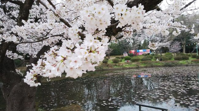 桜をみに、岩槻城址公園に。池のまわりをぐるっと歩いてきた。城の跡と言っても城跡からイメージする高い石垣に囲まれた本丸あととか天守閣あとなどがあるわけでもなく。<br />おまけにその前に行った美術館とさくら。