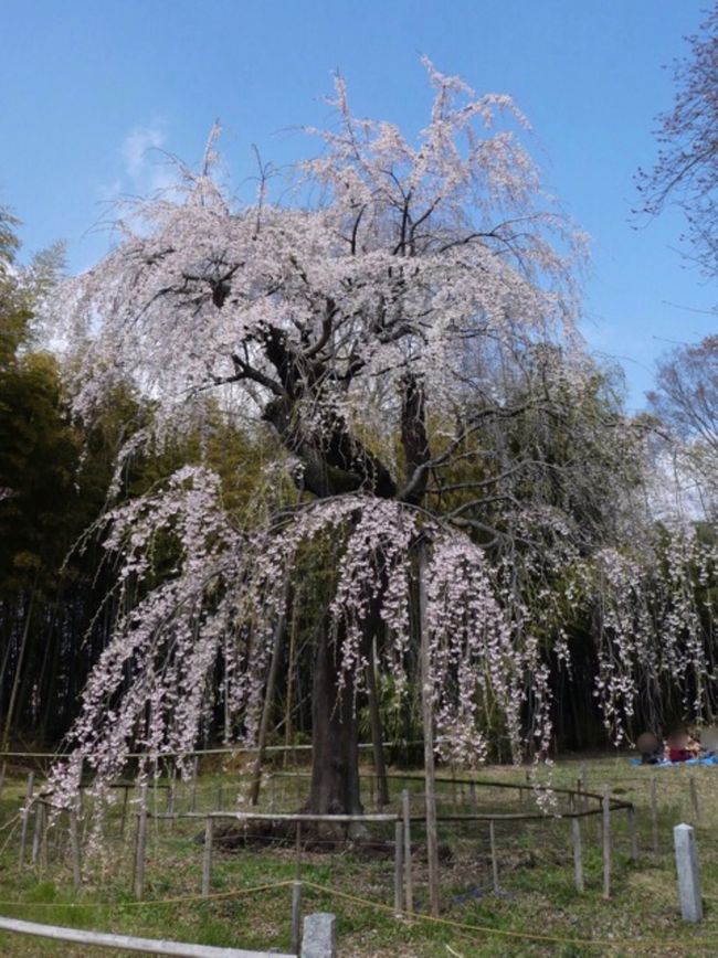 埼玉・桶川に桜を見に行きました。<br />城山公園と普門寺に行きましたが、満開まではあと少しといった感じでした。<br />特に普門寺の枝垂れ桜は風情があって良かったです。