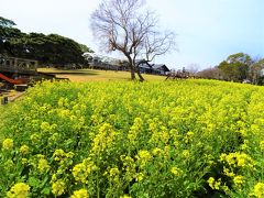 能古島　花さじきを埋める　大パノラマ　花景色　