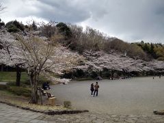 満開の桜の樹の下で、平成から令和へ