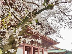 2019  池上本門寺の桜とグルメ