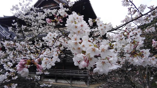 少し休憩しておりまして、久々の巡礼です(＾＾；<br /><br />和歌山の2寺(紀三井寺と粉河寺)は自分で行けないこともないのですが、<br />4番の施福寺は槇尾山の登山となり大変なので、今回もバスツアーで行って来ました。<br /><br />昼から雨が降り出したのと、寒の戻りで寒かったですが<br />桜を愛でながらのお参りも楽しかったです。<br /><br />それにしても、もう足パンパンです。<br />やっぱり運動不足やなぁ・・・（＋。＋；
